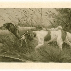 Very old postcard of two munsterlanders
